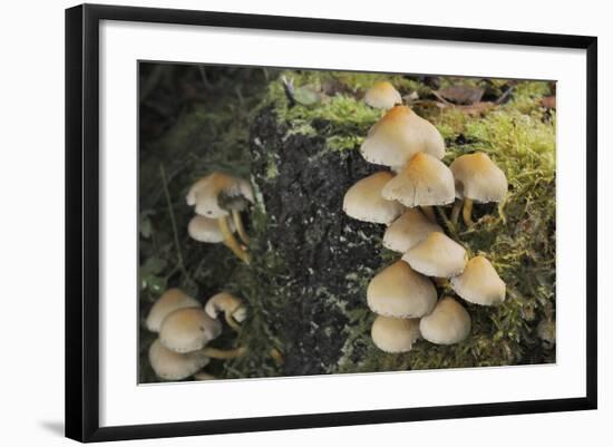 Sulphur Tuft Fungi (Hypholoma Fasciculare) Growing on a Rotten Mossy Log in Deciduous Woodland-Nick Upton-Framed Photographic Print