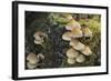 Sulphur Tuft Fungi (Hypholoma Fasciculare) Growing on a Rotten Mossy Log in Deciduous Woodland-Nick Upton-Framed Photographic Print