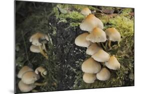 Sulphur Tuft Fungi (Hypholoma Fasciculare) Growing on a Rotten Mossy Log in Deciduous Woodland-Nick Upton-Mounted Photographic Print