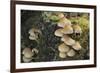 Sulphur Tuft Fungi (Hypholoma Fasciculare) Growing on a Rotten Mossy Log in Deciduous Woodland-Nick Upton-Framed Photographic Print