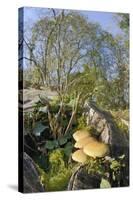 Sulphur Tuft Fungi (Hypholoma Fasciculare) Growing on a Rotten Mossy Log in Deciduous Woodland-Nick Upton-Stretched Canvas