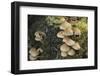 Sulphur Tuft Fungi (Hypholoma Fasciculare) Growing on a Rotten Mossy Log in Deciduous Woodland-Nick Upton-Framed Photographic Print