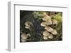 Sulphur Tuft Fungi (Hypholoma Fasciculare) Growing on a Rotten Mossy Log in Deciduous Woodland-Nick Upton-Framed Photographic Print