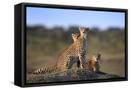 Framed Canvas