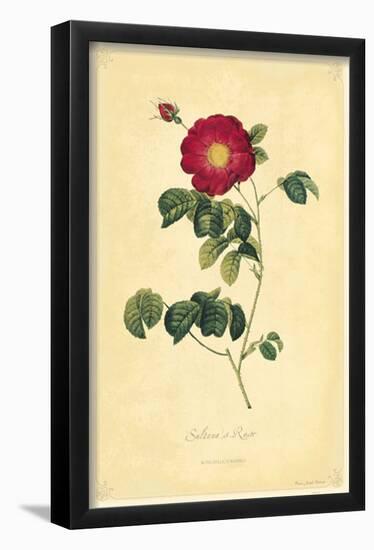 Sultana's Rose-null-Framed Poster