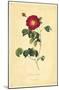 Sultana's Rose-null-Mounted Poster