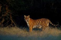 The Yawning Tiger-Sumangal Sethi-Giclee Print