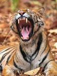 The Yawning Tiger-Sumangal Sethi-Giclee Print