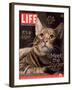 Sumatra, an 11-Month-Old Champion Toyger, February 23, 2007-Roe Ethridge-Framed Photographic Print