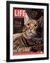 Sumatra, an 11-Month-Old Champion Toyger, February 23, 2007-Roe Ethridge-Framed Photographic Print