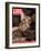 Sumatra, an 11-Month-Old Champion Toyger, February 23, 2007-Roe Ethridge-Framed Photographic Print