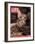 Sumatra, an 11-Month-Old Champion Toyger, February 23, 2007-Roe Ethridge-Framed Photographic Print