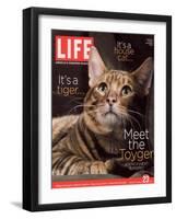 Sumatra, an 11-Month-Old Champion Toyger, February 23, 2007-Roe Ethridge-Framed Photographic Print