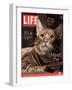 Sumatra, an 11-Month-Old Champion Toyger, February 23, 2007-Roe Ethridge-Framed Photographic Print