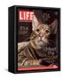 Sumatra, an 11-Month-Old Champion Toyger, February 23, 2007-Roe Ethridge-Framed Stretched Canvas