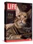 Sumatra, an 11-Month-Old Champion Toyger, February 23, 2007-Roe Ethridge-Stretched Canvas