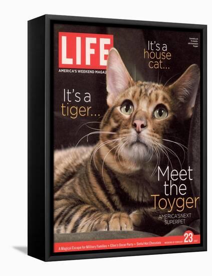 Sumatra, an 11-Month-Old Champion Toyger, February 23, 2007-Roe Ethridge-Framed Stretched Canvas