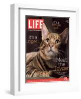 Sumatra, an 11-Month-Old Champion Toyger, February 23, 2007-Roe Ethridge-Framed Photographic Print