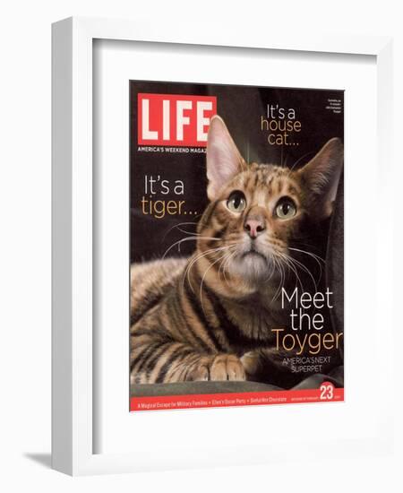 Sumatra, an 11-Month-Old Champion Toyger, February 23, 2007-Roe Ethridge-Framed Photographic Print