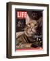 Sumatra, an 11-Month-Old Champion Toyger, February 23, 2007-Roe Ethridge-Framed Photographic Print