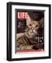 Sumatra, an 11-Month-Old Champion Toyger, February 23, 2007-Roe Ethridge-Framed Photographic Print