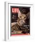 Sumatra, an 11-Month-Old Champion Toyger, February 23, 2007-Roe Ethridge-Framed Photographic Print