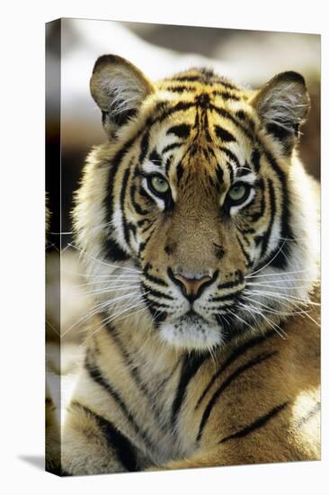 Sumatra Tiger Portrait-null-Stretched Canvas