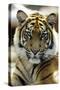 Sumatra Tiger Portrait-null-Stretched Canvas