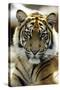Sumatra Tiger Portrait-null-Stretched Canvas