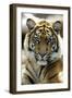 Sumatra Tiger Portrait-null-Framed Photographic Print