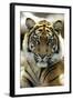 Sumatra Tiger Portrait-null-Framed Photographic Print