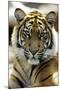 Sumatra Tiger Portrait-null-Mounted Photographic Print