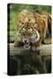 Sumatra Tiger Snarling-null-Stretched Canvas