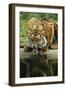 Sumatra Tiger Snarling-null-Framed Photographic Print