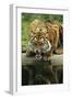 Sumatra Tiger Snarling-null-Framed Photographic Print