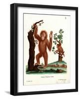 Sumatran Orang-Outang-null-Framed Giclee Print