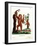 Sumatran Orang-Outang-null-Framed Giclee Print