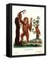 Sumatran Orang-Outang-null-Framed Stretched Canvas