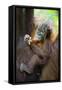 Sumatran Orangutan 9 Month Old Infant-null-Framed Stretched Canvas