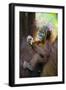 Sumatran Orangutan 9 Month Old Infant-null-Framed Photographic Print