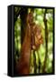 Sumatran Orangutan Baby Clings to a Root-null-Framed Stretched Canvas