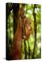 Sumatran Orangutan Baby Clings to a Root-null-Stretched Canvas