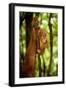 Sumatran Orangutan Baby Clings to a Root-null-Framed Photographic Print