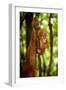 Sumatran Orangutan Baby Clings to a Root-null-Framed Photographic Print