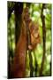 Sumatran Orangutan Baby Clings to a Root-null-Mounted Photographic Print