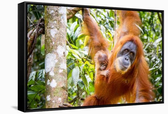 Sumatran Orangutan female with young baby, Gunung Leuser National Park, Sumatra, Indonesia-Paul Williams-Framed Stretched Canvas