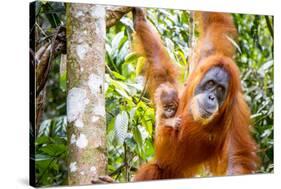 Sumatran Orangutan female with young baby, Gunung Leuser National Park, Sumatra, Indonesia-Paul Williams-Stretched Canvas