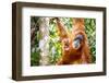 Sumatran Orangutan female with young baby, Gunung Leuser National Park, Sumatra, Indonesia-Paul Williams-Framed Photographic Print