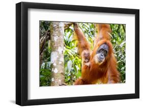 Sumatran Orangutan female with young baby, Gunung Leuser National Park, Sumatra, Indonesia-Paul Williams-Framed Photographic Print