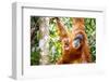 Sumatran Orangutan female with young baby, Gunung Leuser National Park, Sumatra, Indonesia-Paul Williams-Framed Photographic Print